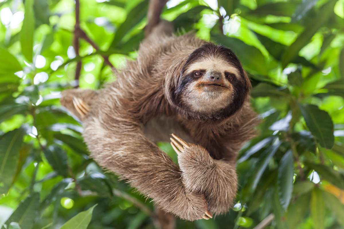 A sloth hangs leisurely from a tree branch, surrounded by vibrant green leaves, appearing relaxed in its natural habitat.